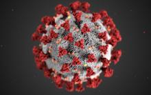 An image of the coronavirus